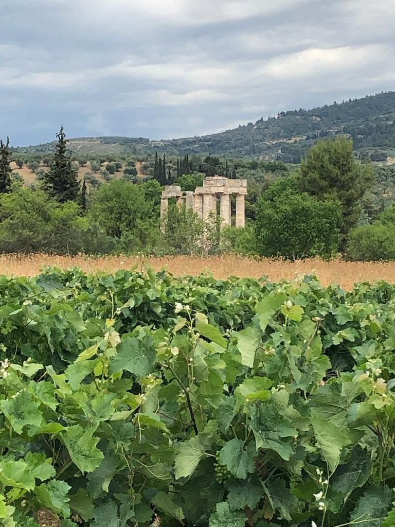 Close-up of Nemean vineyards and an ancient temple in the background